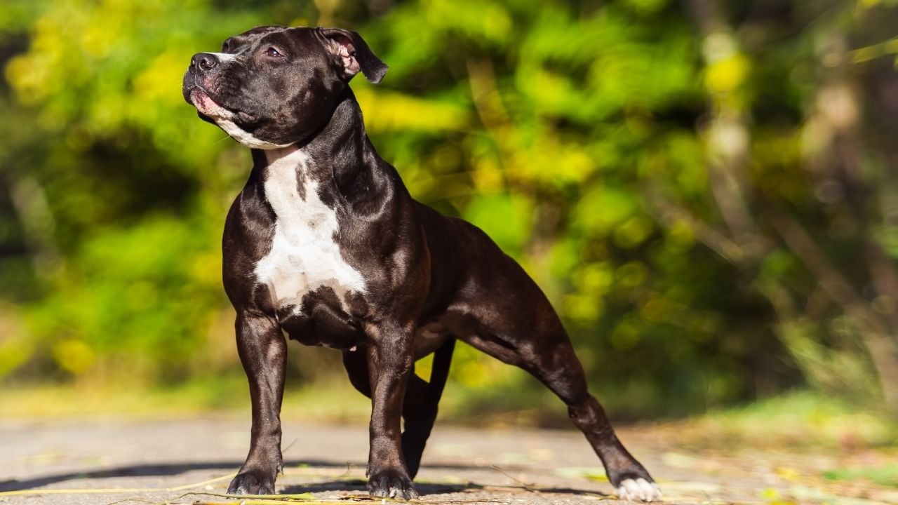 American Staffordshire Terrier