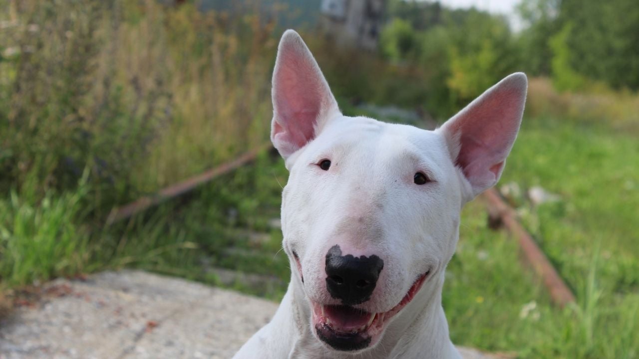 Bull Terrier