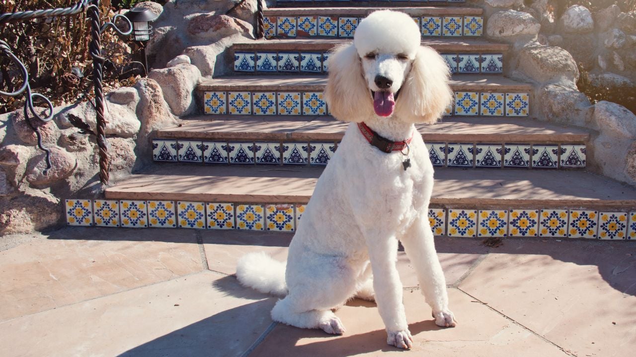 Standart Poodle