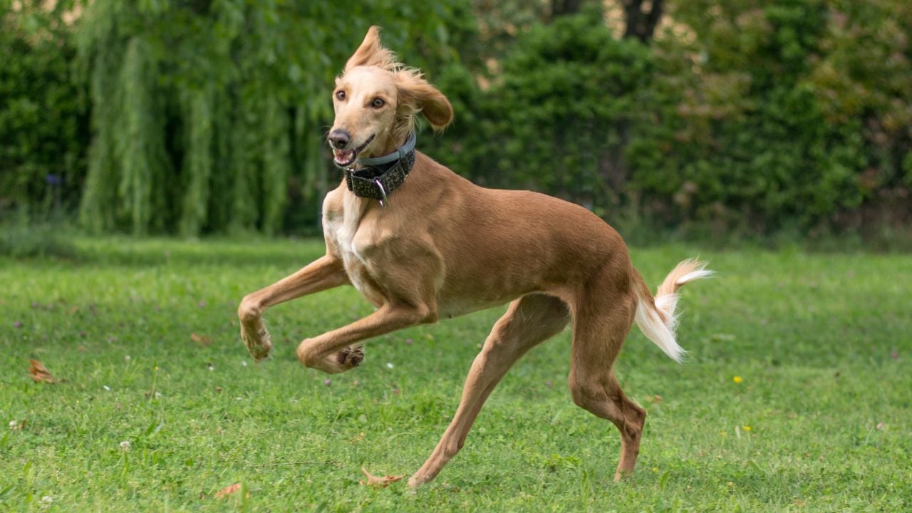 Saluki
