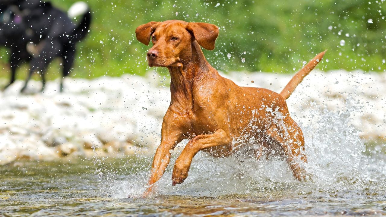 Vizsla