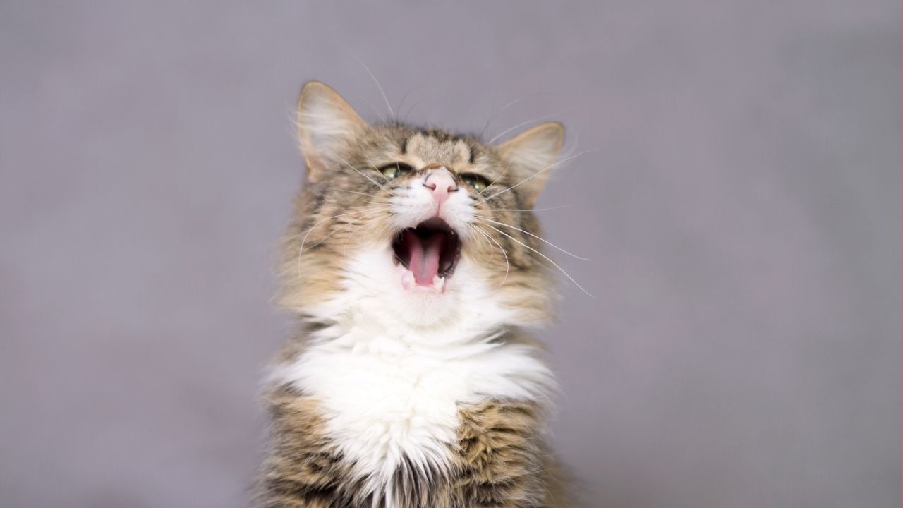 öksüren bir kedi