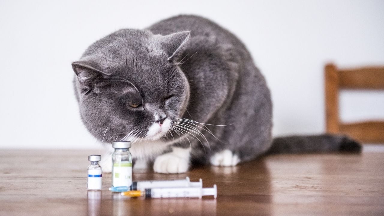 kedi ve ilaçları