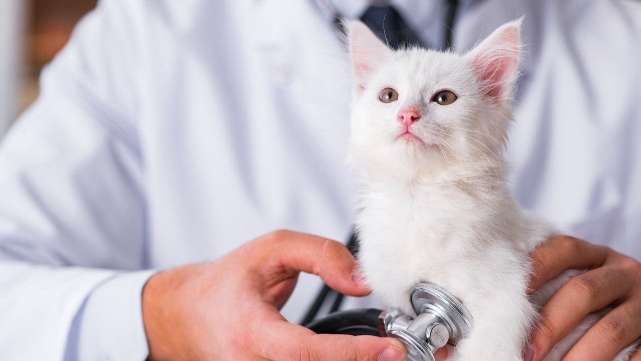 kedi tedavi ediliyor