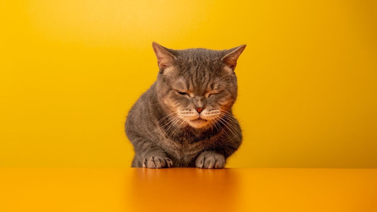 hasta bir kedi