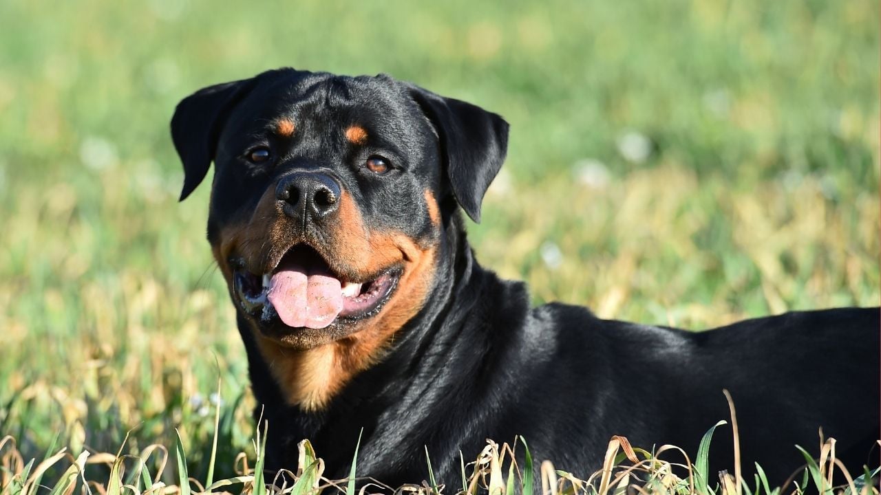 rottweiler gülümsüyor
