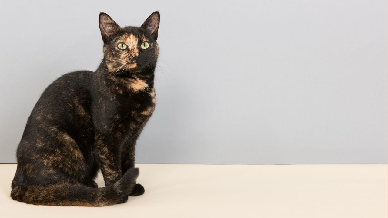 Tortoiseshell Kedi duvarın önünde