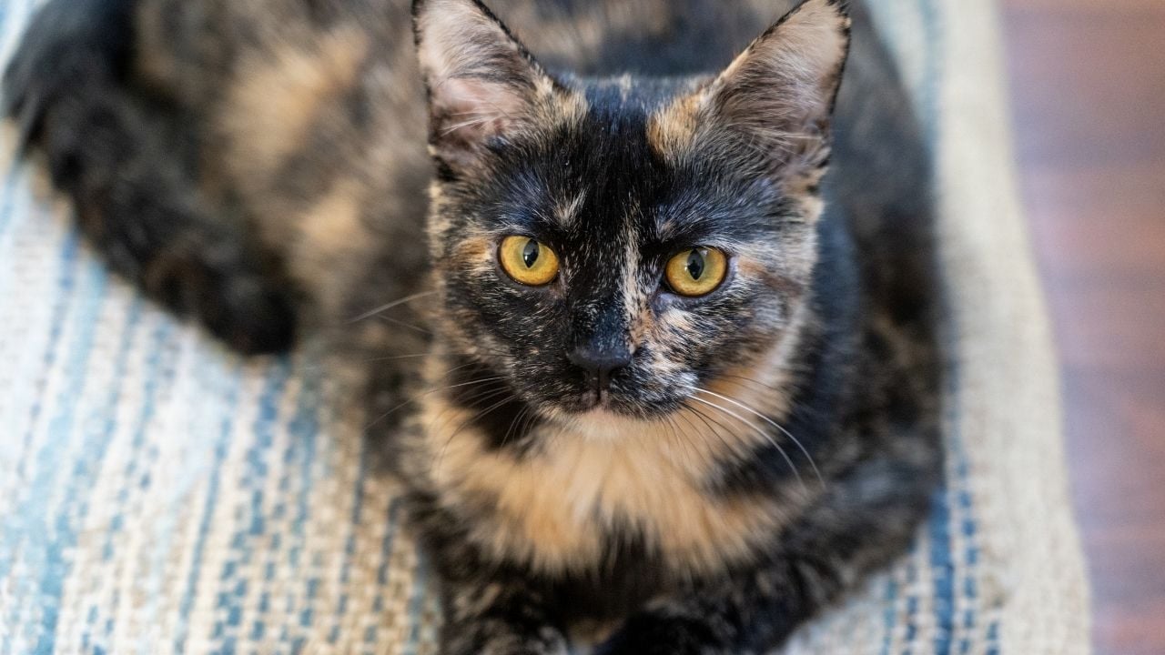 Tortoiseshell Kedi yerde yatıyor