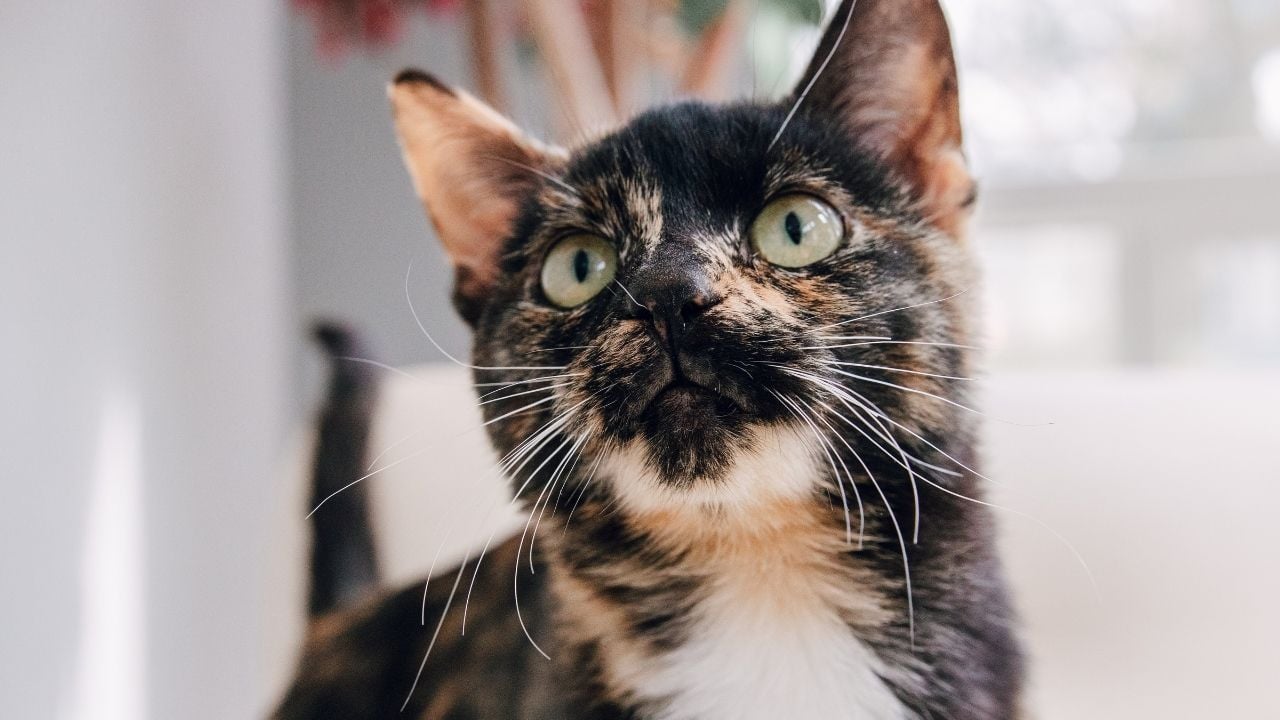 Tortoiseshell Kedi yeşil gözlü