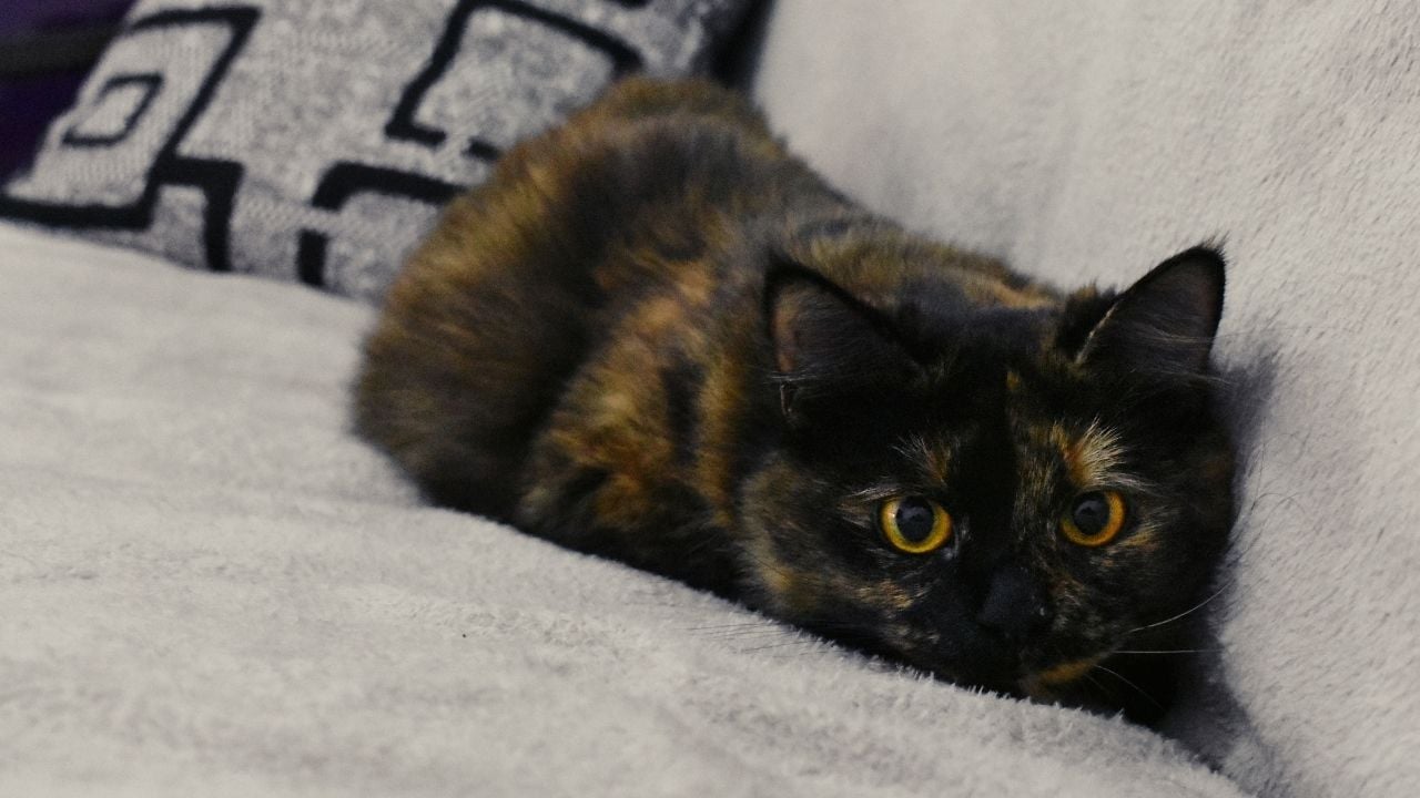 yavru Tortoiseshell Kedi