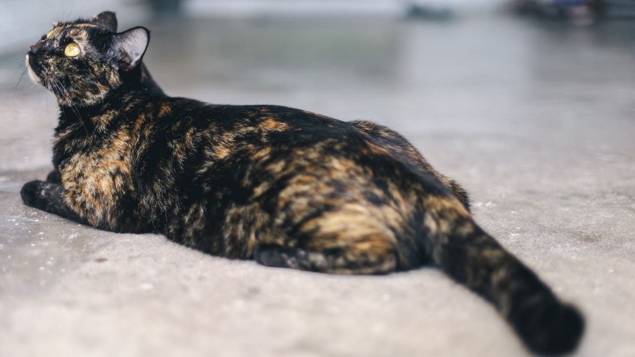Tortoiseshell Kedi havaya bakıyor