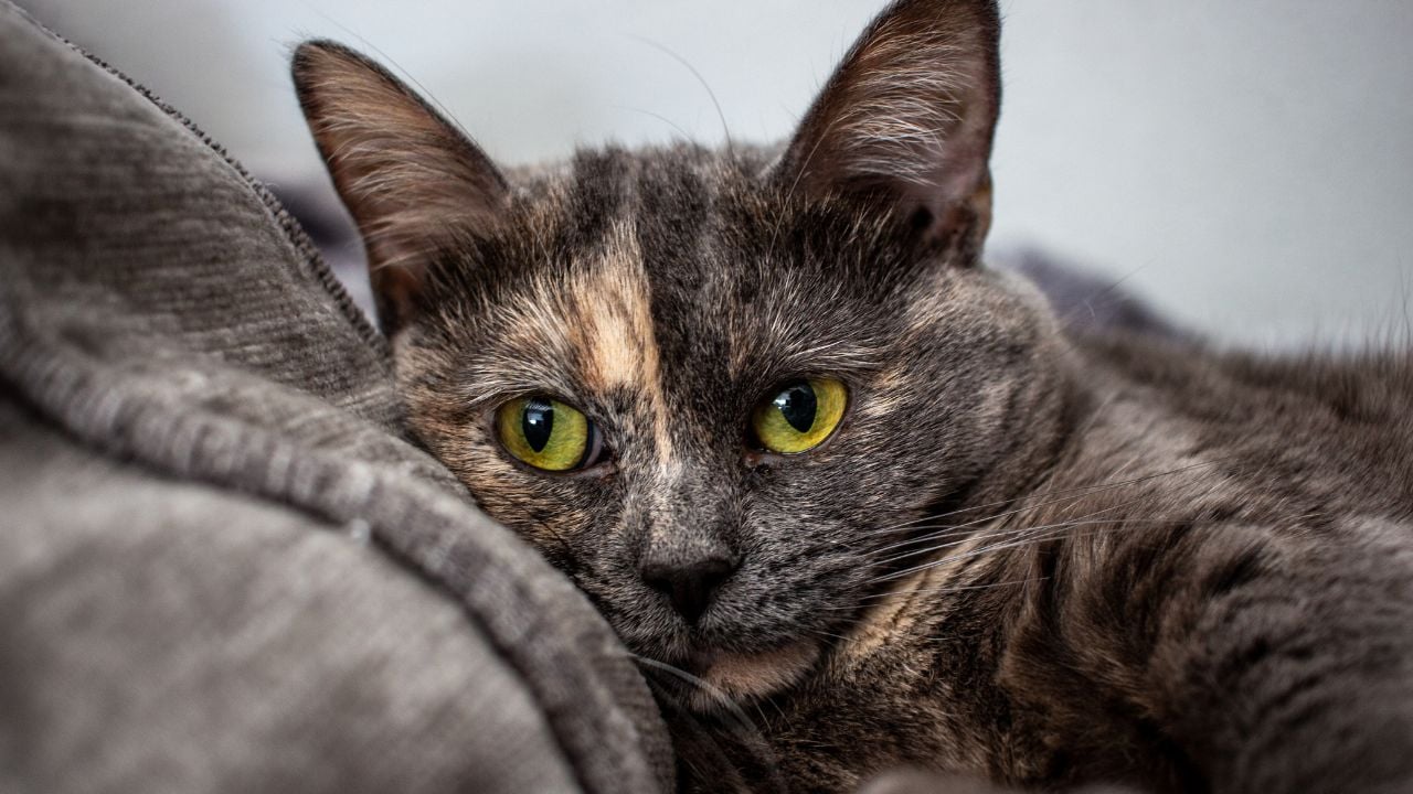 yeşil gözlü Tortoiseshell Kedi