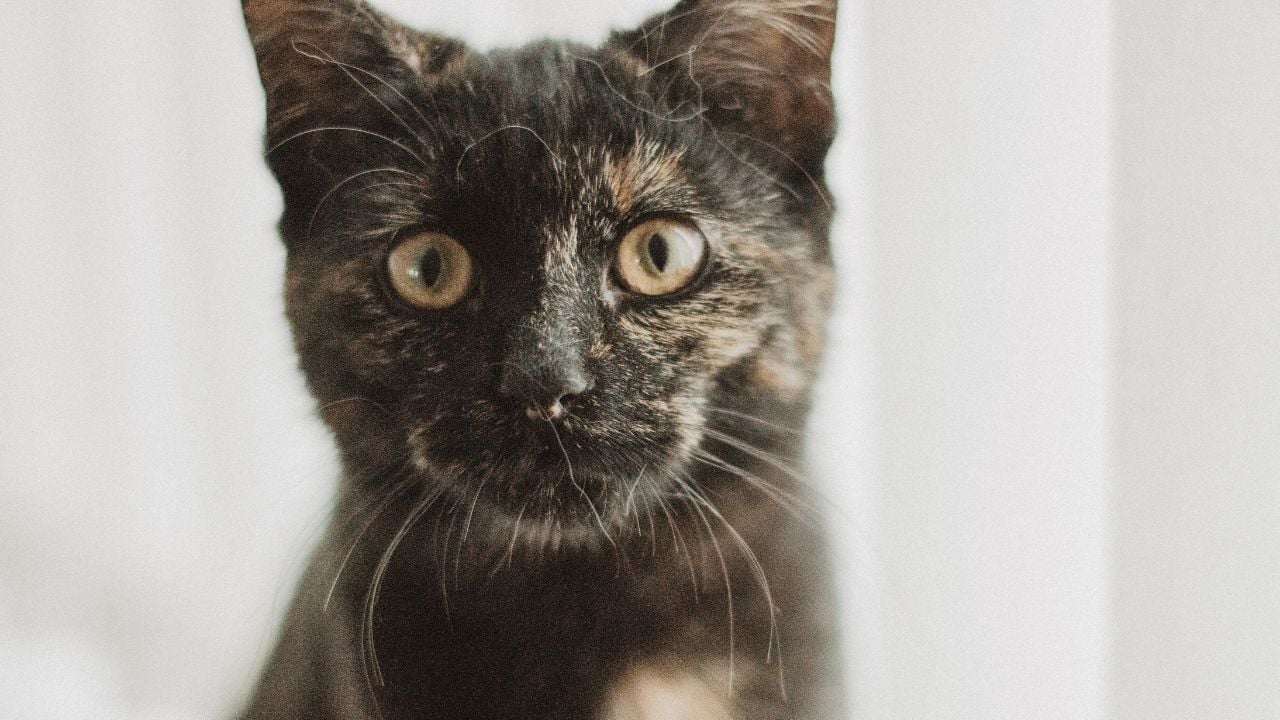 sevimli Tortoiseshell Kedi