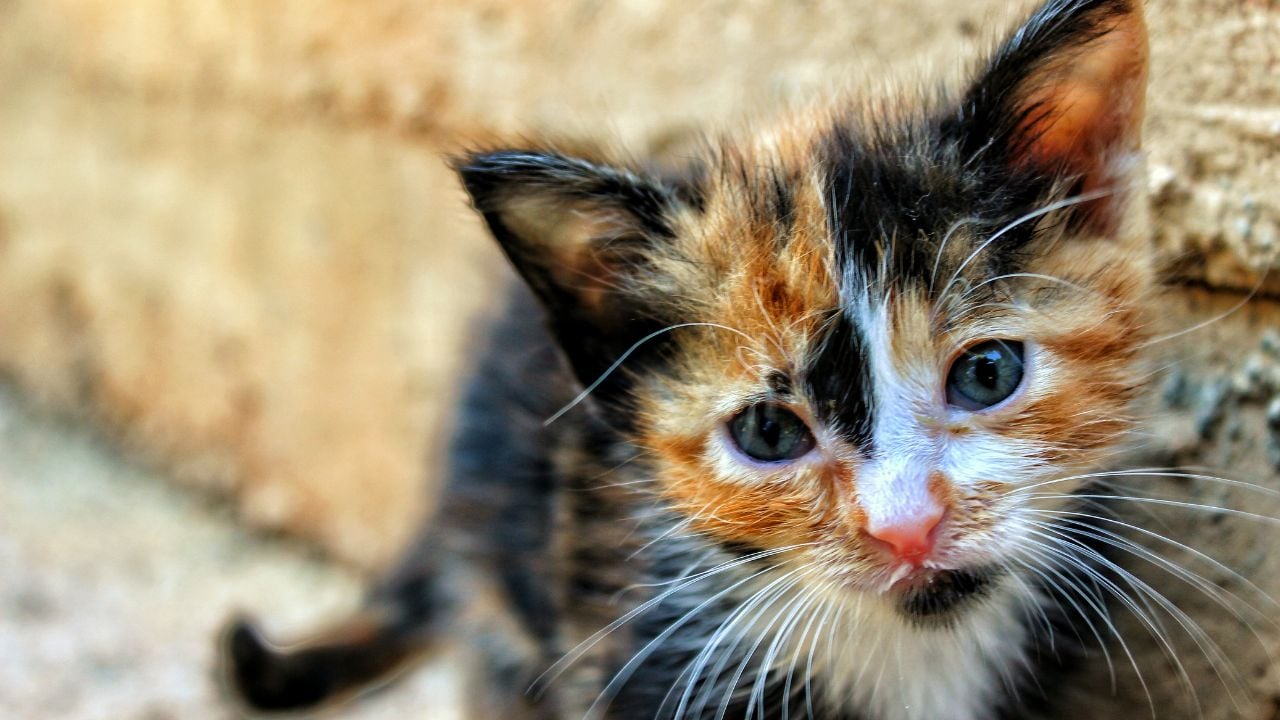 minik Tortoiseshell Kedi