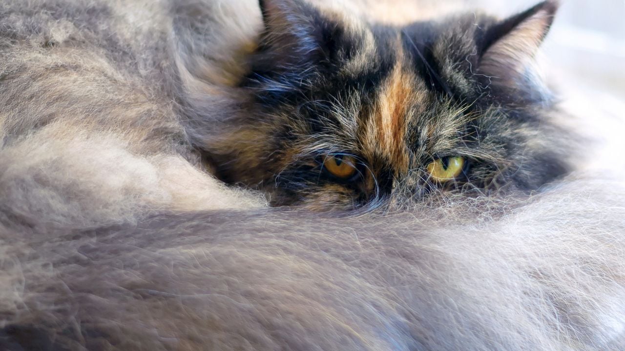 uzun tüylü Tortoiseshell Kedi