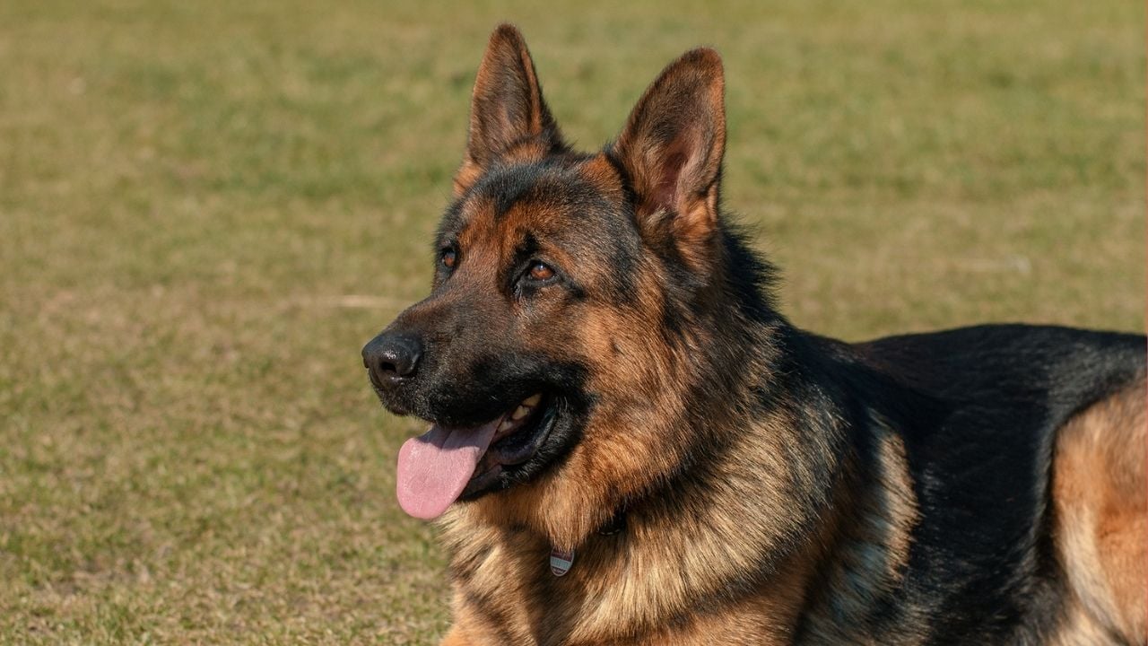 yerde yatan alman çoban köpeği