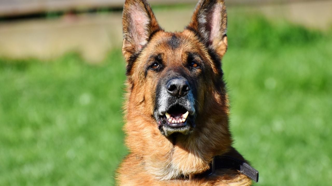 alman çoban köpeği profilden