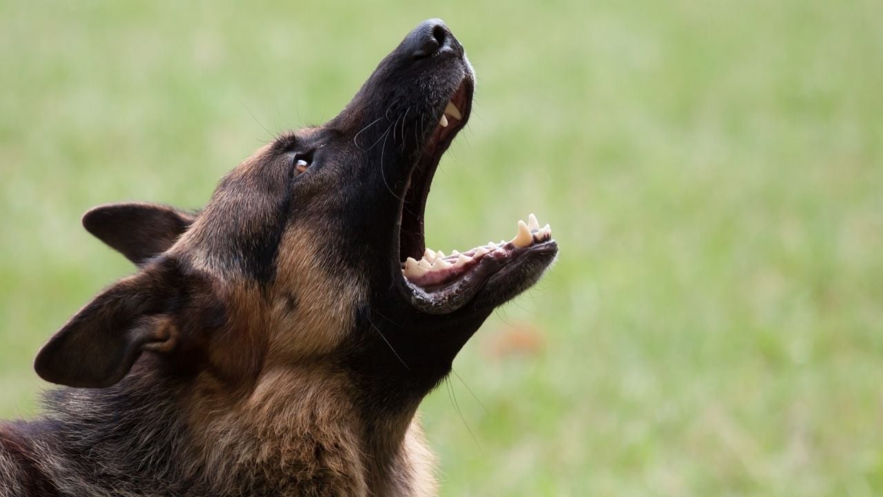 havlayan alman çoban köpeği