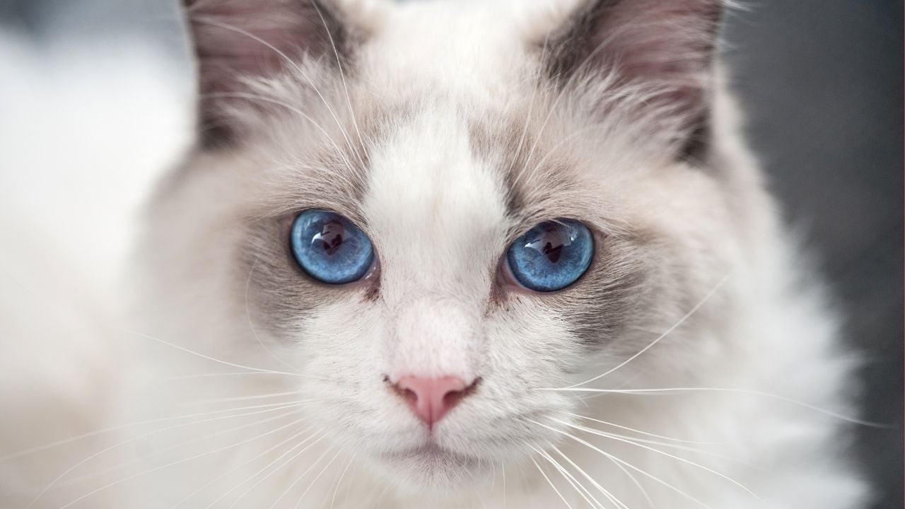 Ragdoll