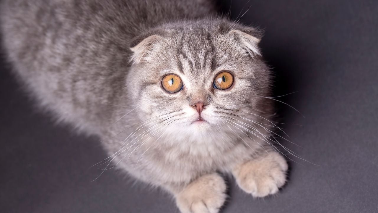 Scottish Fold