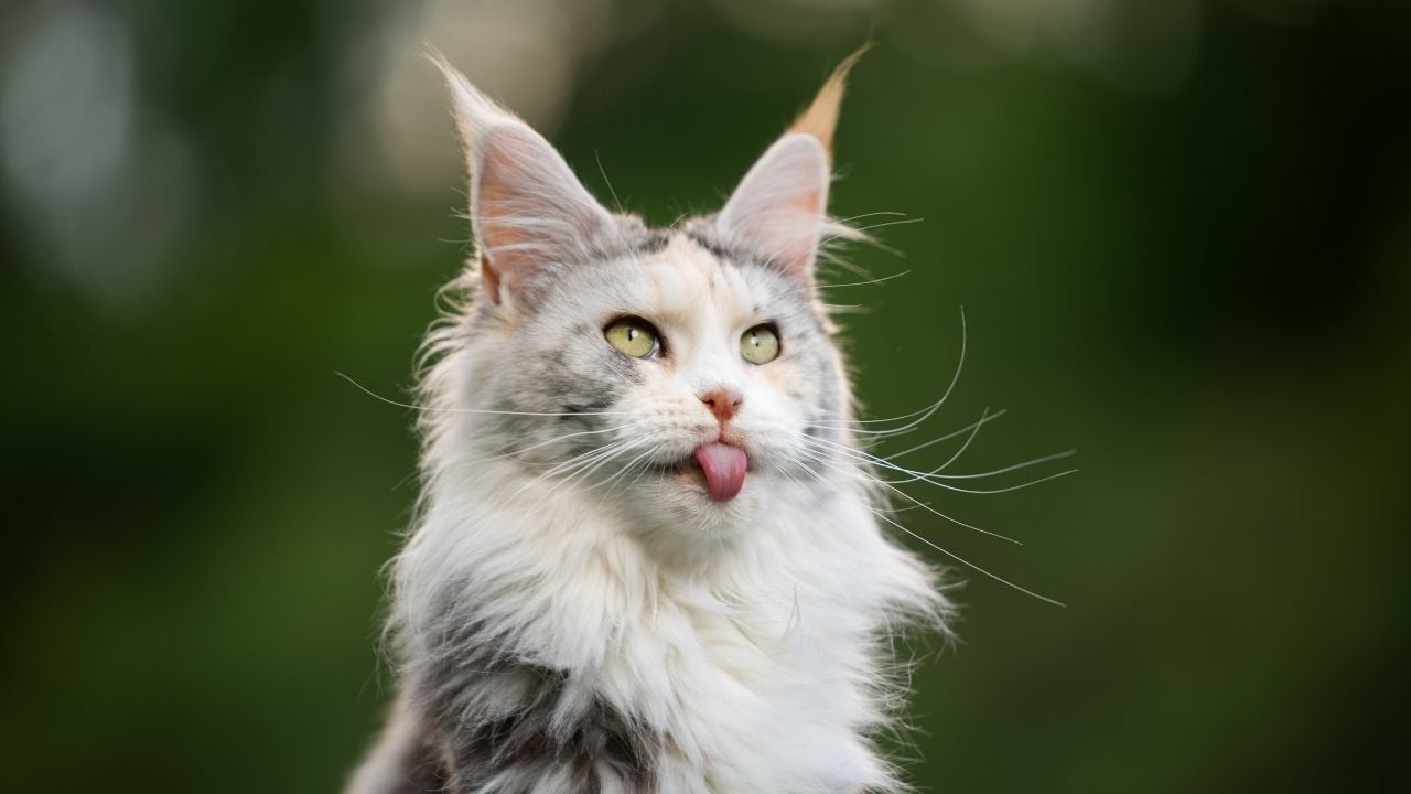 Maine Coon