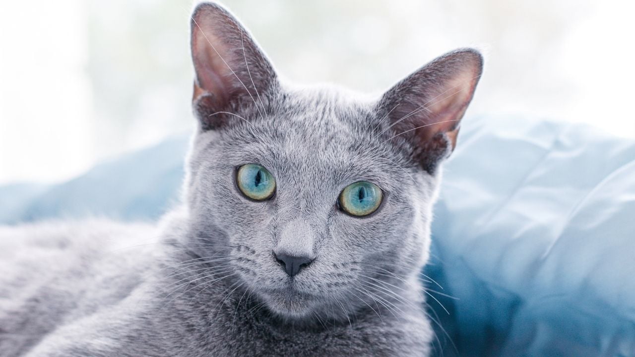 Russian Blue