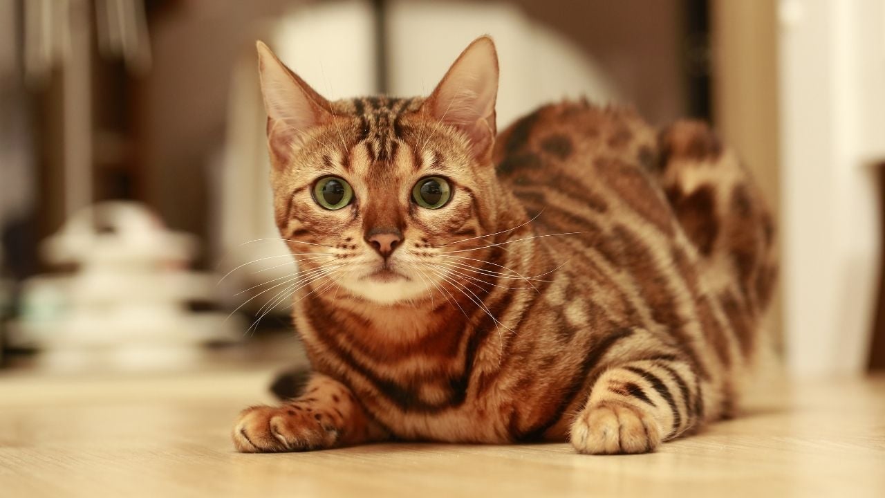Bengal Kedisi