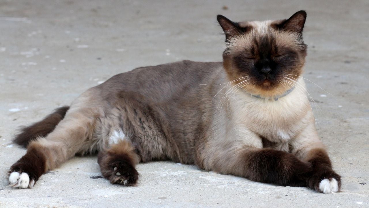 Birman Kedisi