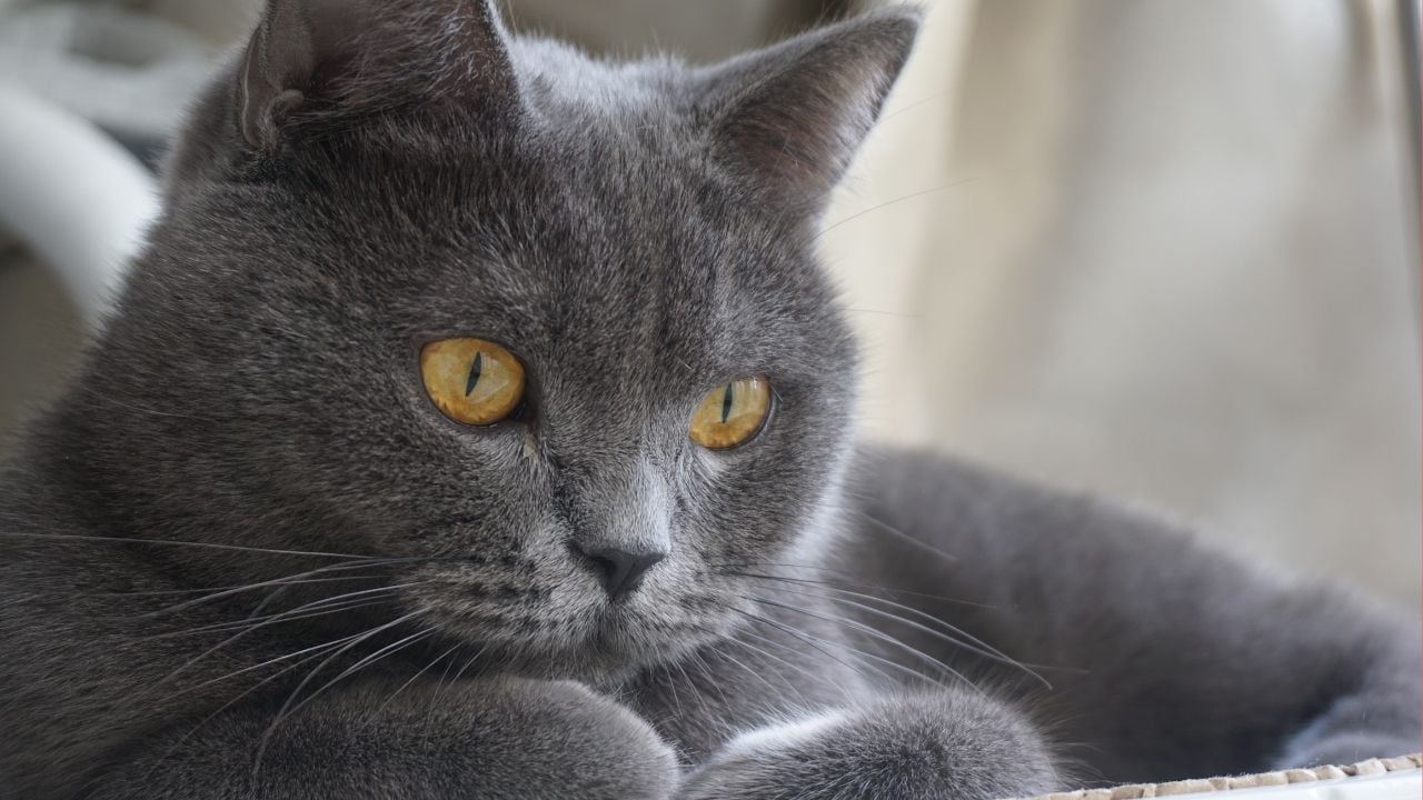 British Shorthair