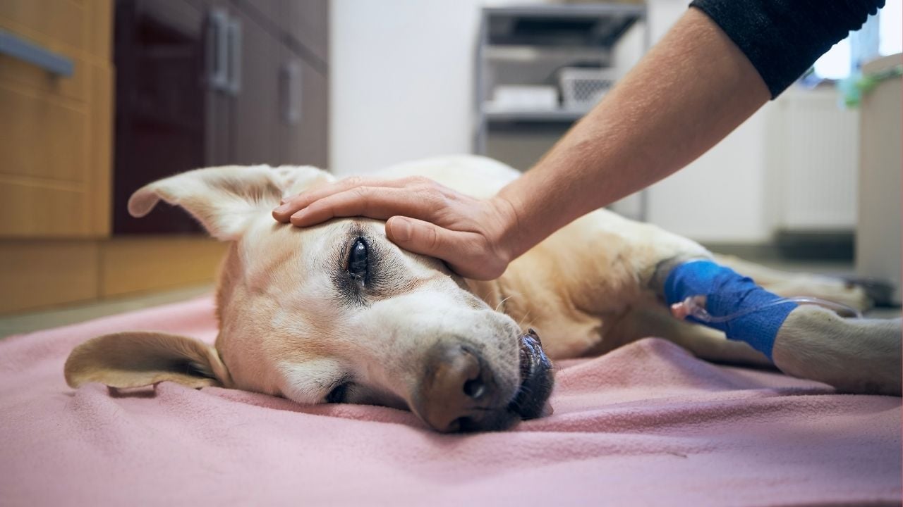 hasta bir köpek yatıyor