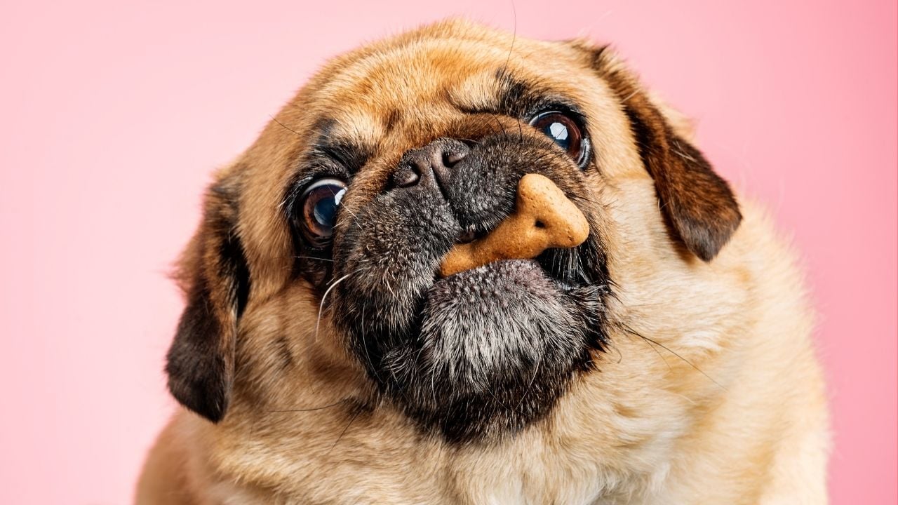 köpek ödül maması yiyor