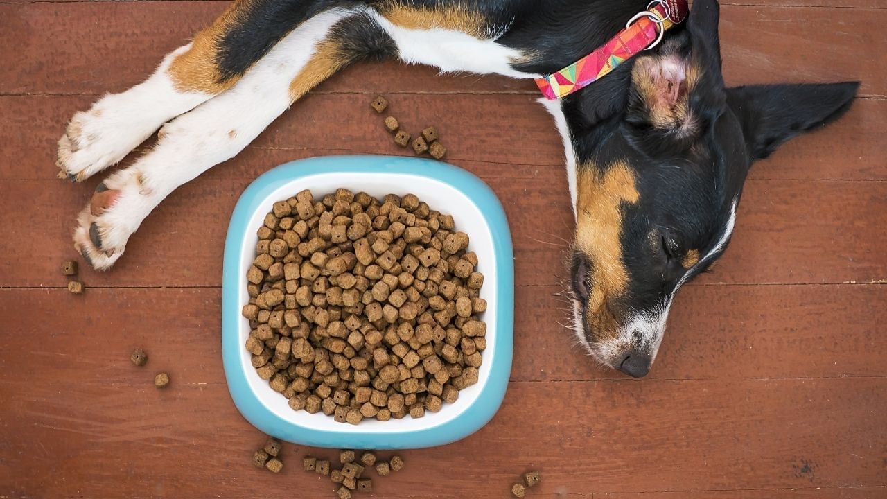 köpek kuru mama tabağının yanında yatıyor