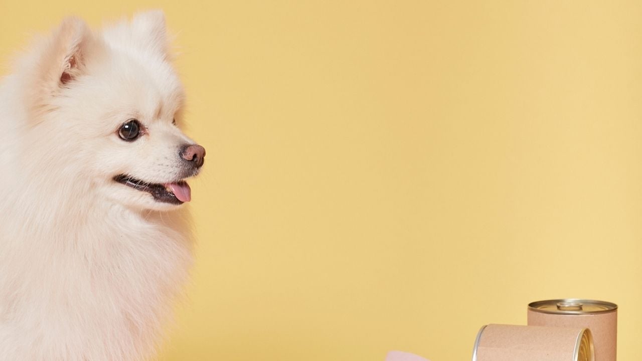 köpek ve yaş mama konserveleri