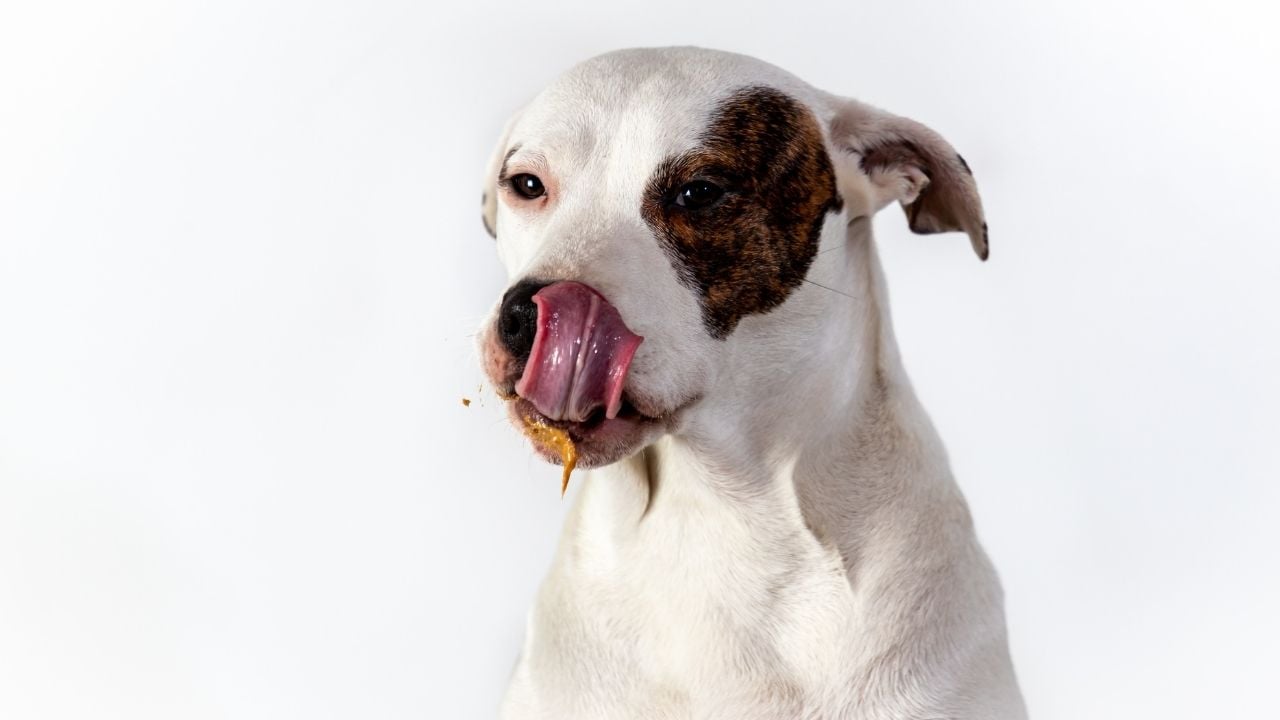 yalanan bir köpek