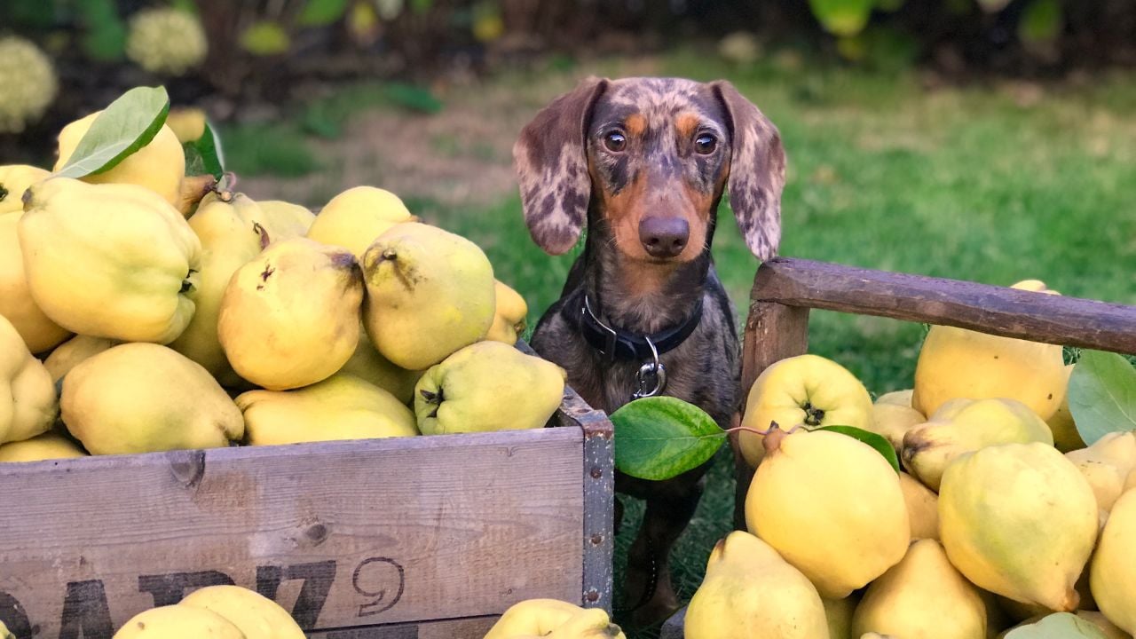 köpek ve ayvalar