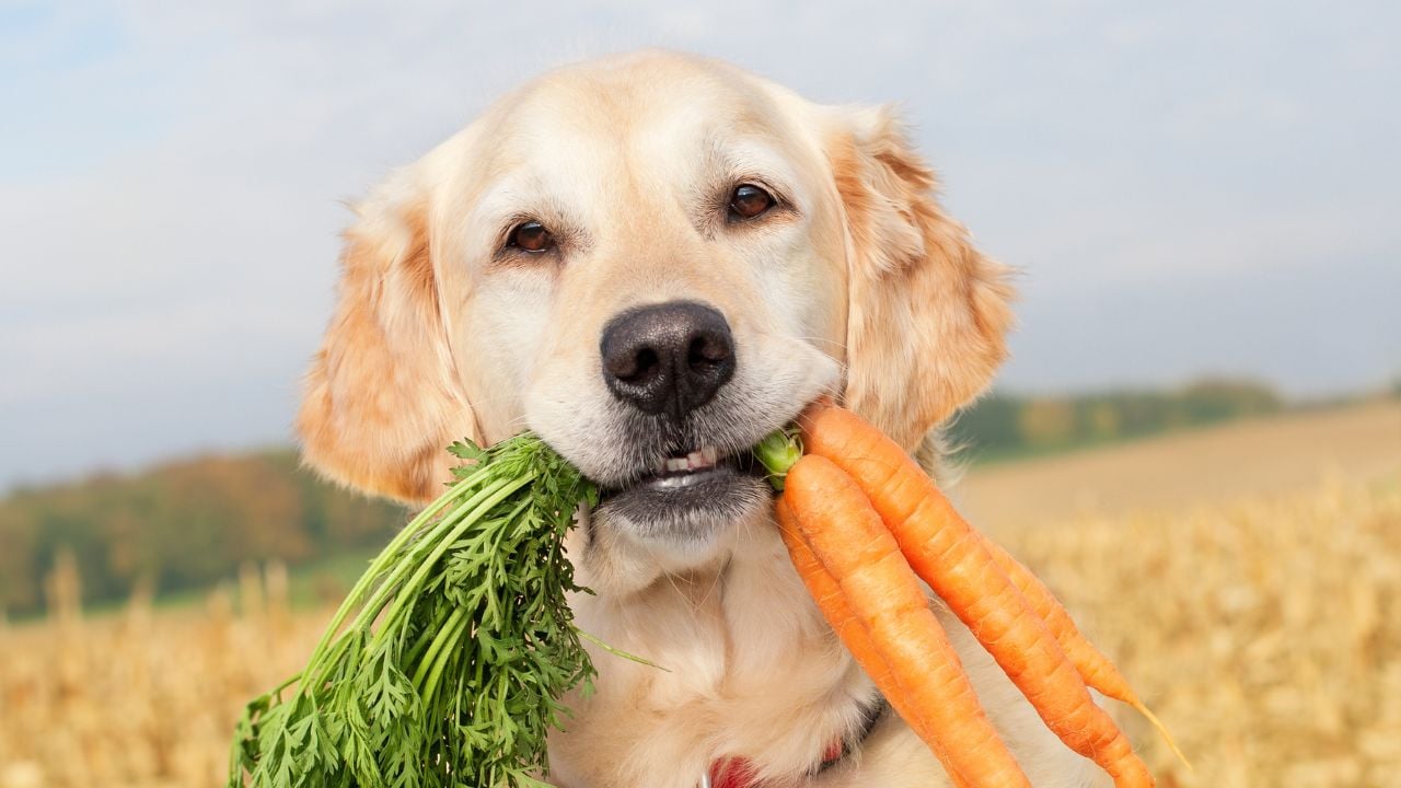 köpek ağzında havuç tutuyor