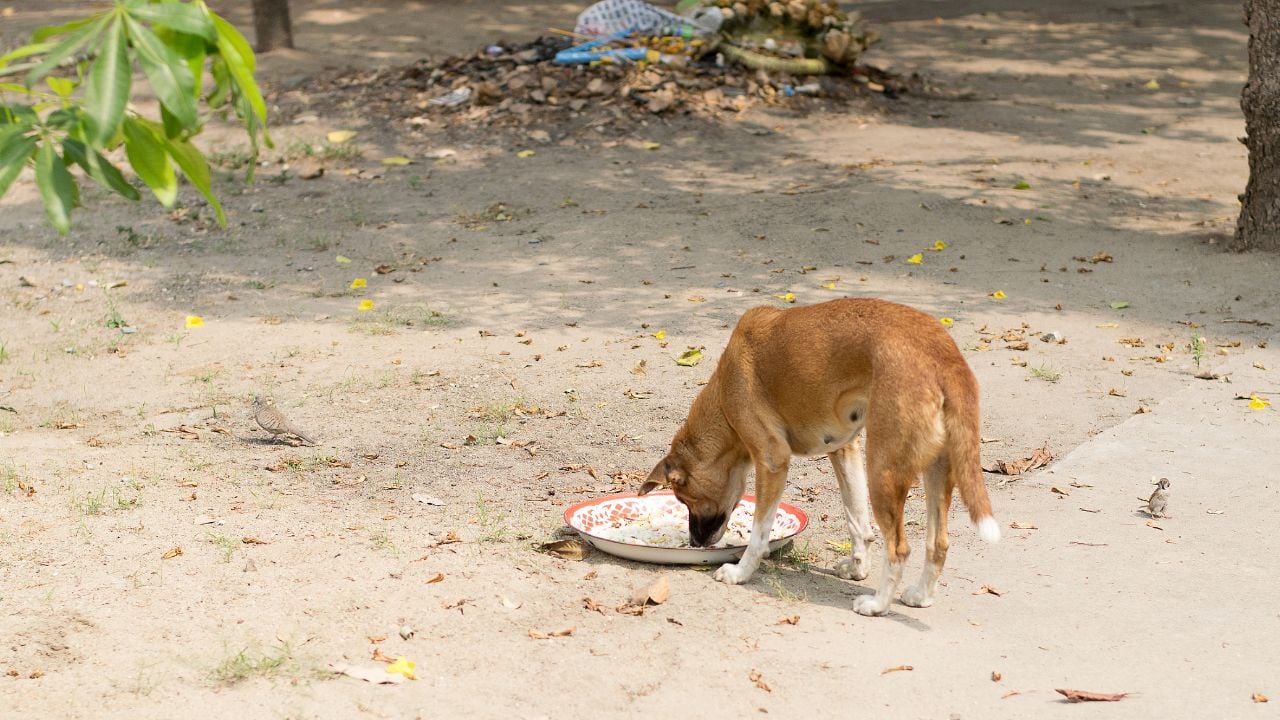 sokak köpeği mama yiyor