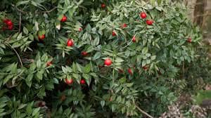 Butcher broom plant