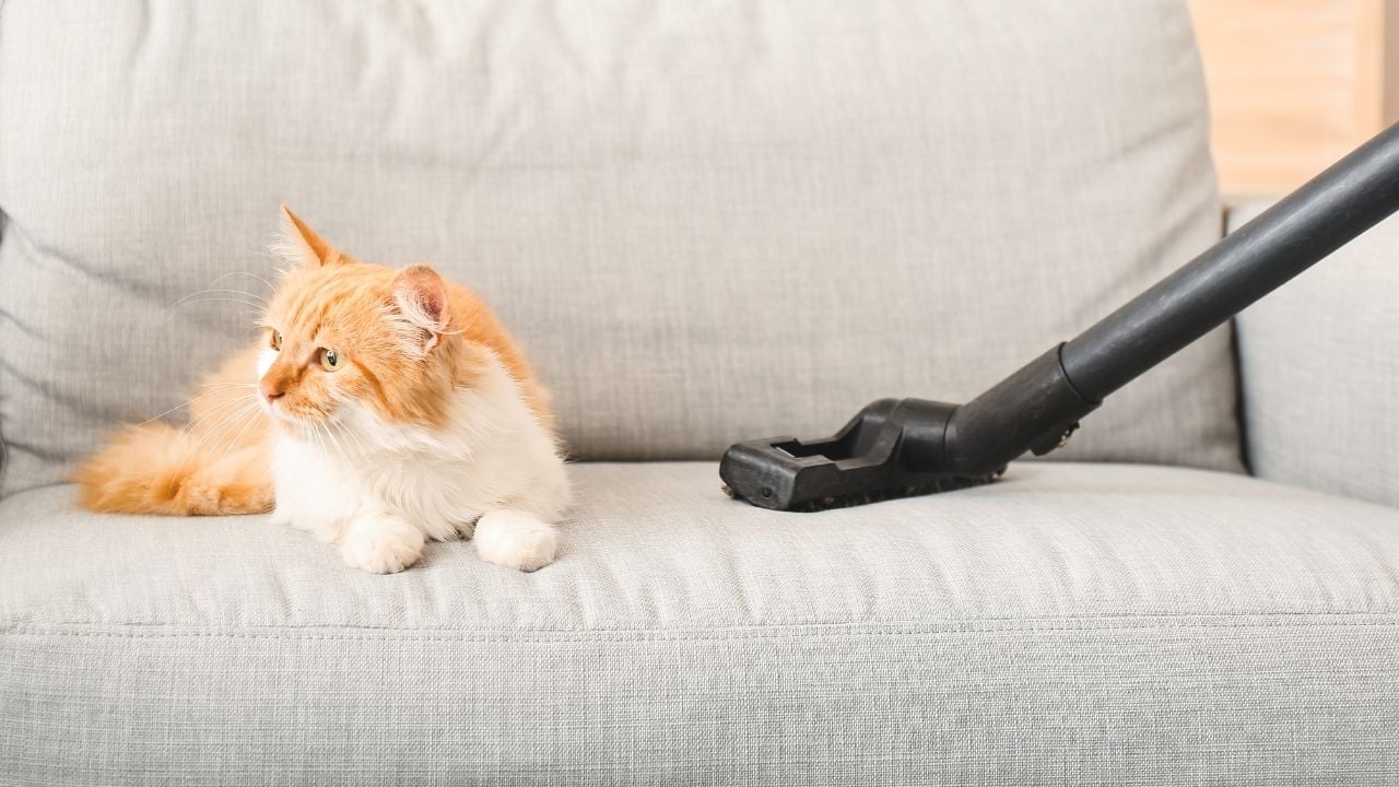 kedi ve elektrik süpürgesi