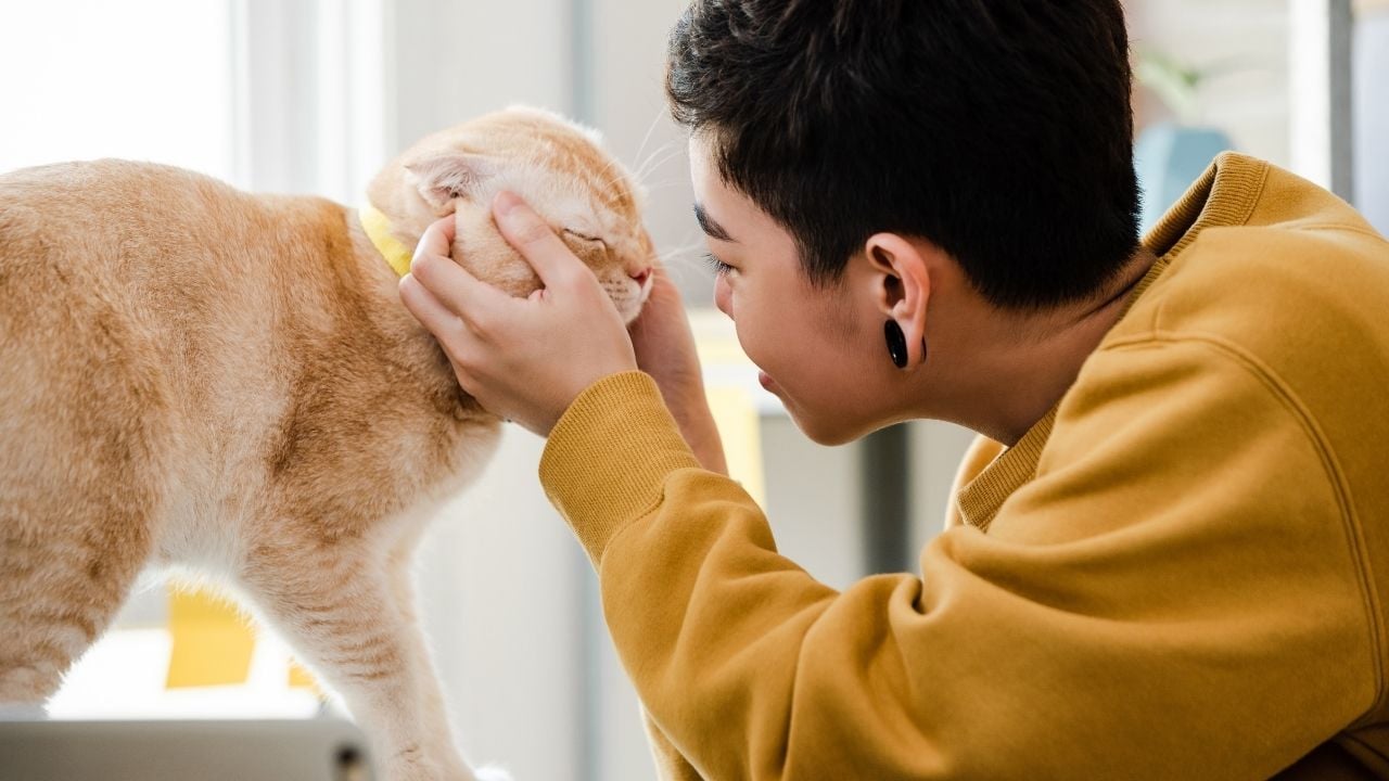 kedi ve insan