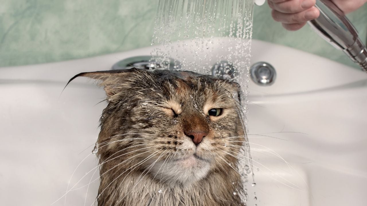 kedi banyo yapıyor