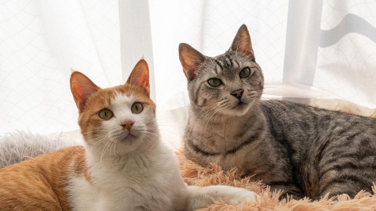 iki kedi oturuyor