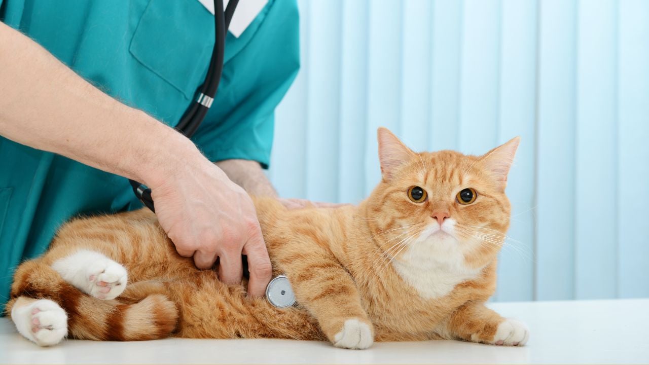 veterinerde bir kedi