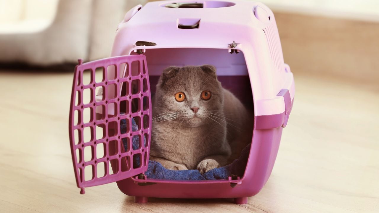 taşıma çantasında bir kedi