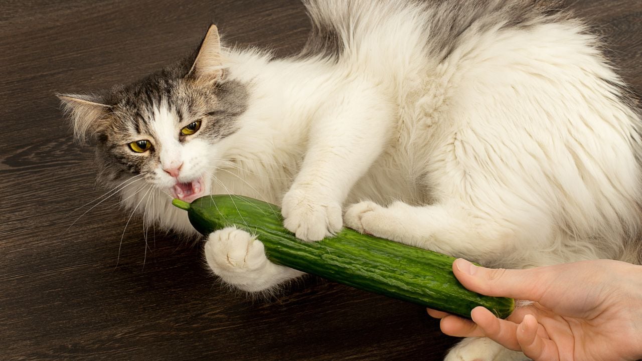 kedi ve salatalık