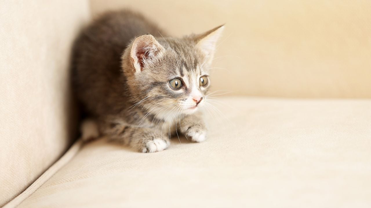 korkmuş yavru kedi
