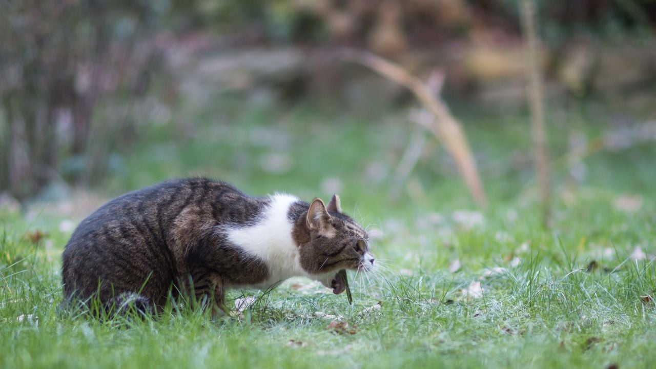 kusan kedi