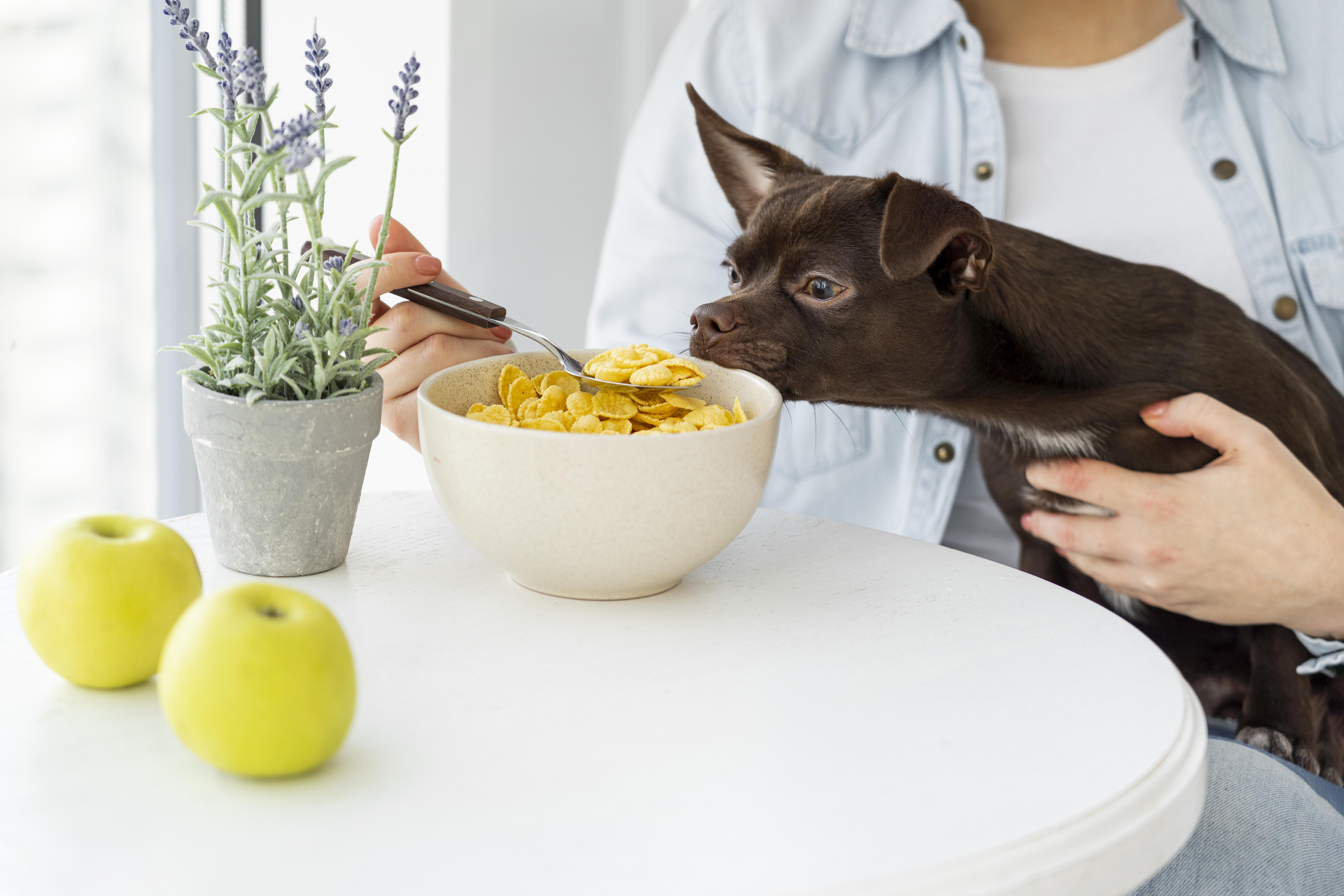 The Importance of Nutritional Counselling and Puppy Vaccination for Your Pet's Health