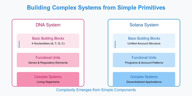 Split-panel comparison diagram showing the parallel evolution of complexity in DNA and Solana systems. Left panel (pink) shows DNA progression: from basic nucleotides, through genes and regulatory elements, to complete organisms. Right panel (blue) shows Solana progression: from unified account structure, through programs and account patterns, to decentralized applications. Connected by arrows showing progression from simple to complex, with title 'Building Complex Systems from Simple Primitives' and bottom text emphasizing how complexity emerges from simple components.