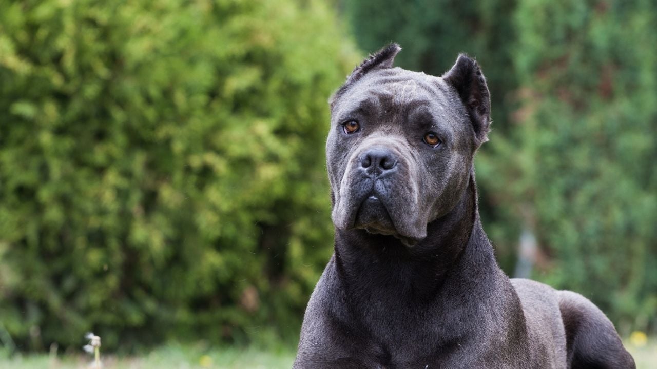 gri Cane Corso